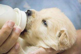 狗狗喝羊奶粉有什么好处 这6点益处是牛奶比不了的