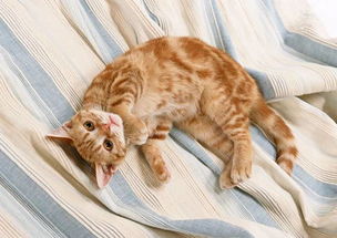 绝对好奇 为什么猫咪喜欢和人一起睡觉 