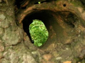 梦见蛇爬进树洞中