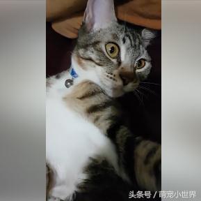 人家还想喝奶,虎斑猫被吸,肚腩湿透眼神死 我是公的 