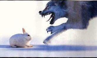 你愿做大白兔,还是愿做一匹狼