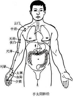 手太阴肺经