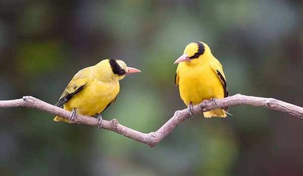 黄鹂鸟是什么颜色 