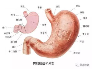 消化道造影 11组图 咽部至直肠 彩色解剖图 