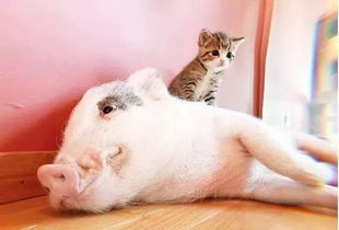 一只从小被猫带大的小猪,真的就以为自己是猫,送到猪圈还跟你急