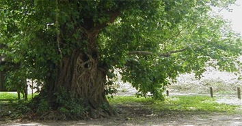 菩提树风水作用与寓意,庙前庙后种什么树