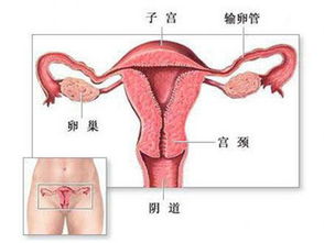 科普图解 女人私处变黑木耳实况 3