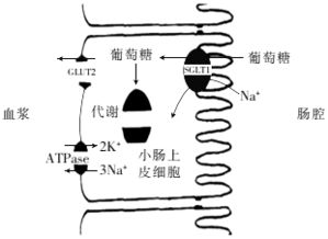 1.山油茶籽可以用来榨取茶油.其花蜜中含有生物碱和茶皂素.中蜂.意蜂取食花蜜会死亡.而攻击力强的土栖蜂可以油茶花蜜为食.并为其传粉.研究人员将土栖蜂与中蜂杂交获得 