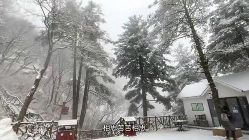 2022年4月17日洛阳白云山突降大雪 旅行大玩家 河南多景区迎春雪 