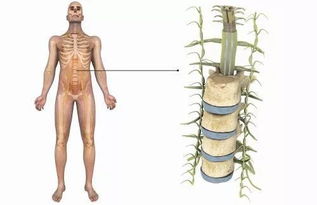 脊髓损伤患者的福音,美国3D打印出生物工程脊髓