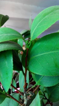 茶花花苞期长叶芽如何处理,七月茶花只长叶芽不长花苞？