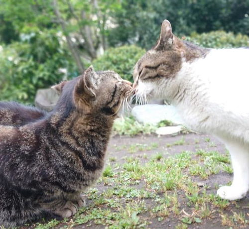 猫与猫打招呼的5种方式,陌生猫见面会分出地位,公猫能识别孩子