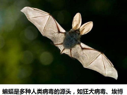 毒王蝙蝠 体内又发现6种高危冠状病毒,人类恐面临新的威胁