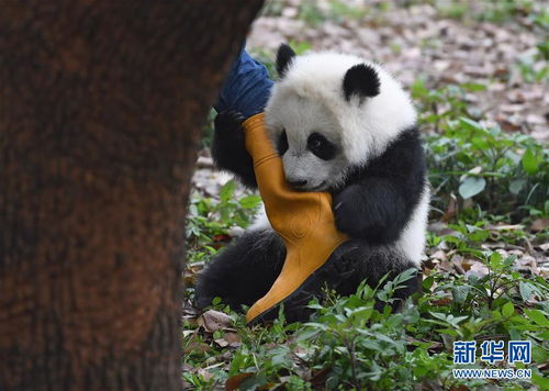 重庆动物园三只大熊猫幼崽集体亮相 