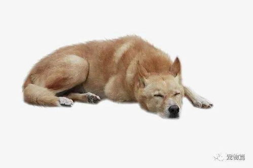 养狗知识 狗子的5种 睡姿 ,代表着不同的含义,你家是哪种