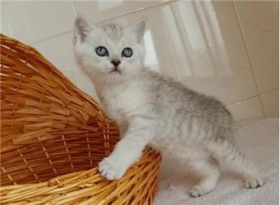 美短银虎斑猫眼睛都有什么颜色 