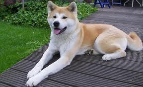 中国允许养秋田犬的城市,上海现在秋田犬可以养吗？