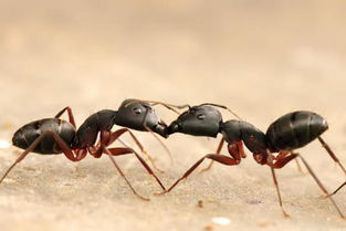 为何蚂蚁下雨前搬家 而不找一个安全的巢穴一劳永逸