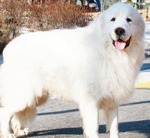 这种犬被称作 熊 ,最适合家庭养的大型犬,也是放大版的萨摩耶