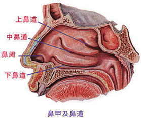 空鼻症是什么症状，空鼻症有什么症状