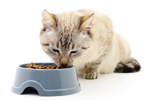 猫干呕吐不出东西,猫干呕不吃东西,猫咪干呕是什么原因 