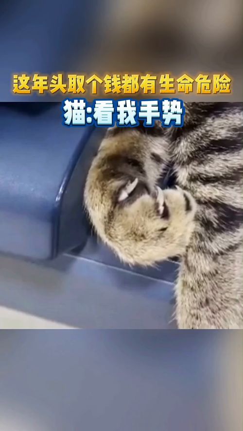 招财猫才是狠猫 留下买款钱 