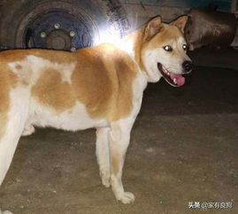 中华稀有猎犬农村被发现,小哥2000喜获,邻居称赞 实属稀有