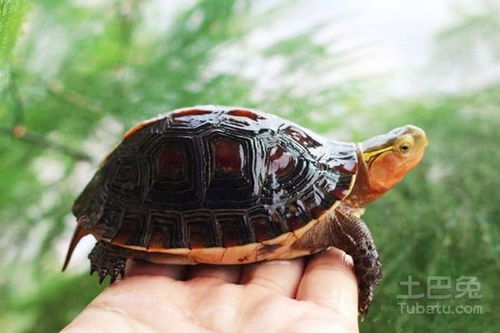 黄缘龟图片 黄缘龟生活习性及饲养方法