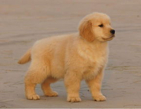 大头金毛幼犬出售 中韩联合犬业 纯种精品 赛级金毛