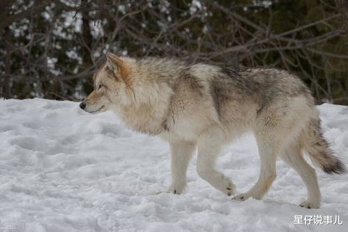 狼的命门在哪里 在野外开车或者徒步时,被狼攻击怎么办