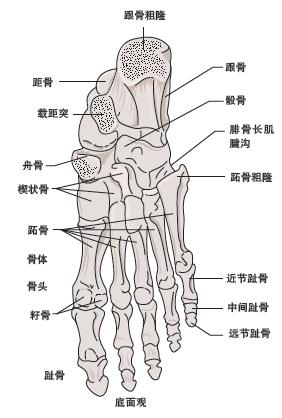右脚骨骼结构图图片