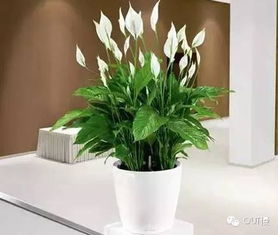 为你私人定制的资讯客户端 Yidianzixun.com 权威发布 家里除甲醛的植物排行榜来了,第一名你绝对想不到 