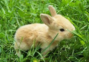 如何让兔子配合掏耳朵,妙招让兔子配合挖耳朵