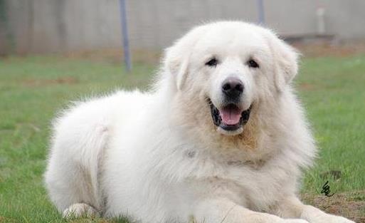 大白熊犬,非常自信,有着高贵的外表