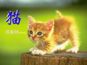 内蒙古赤峰昭乌达中学七年级语文上册人教版 17 猫 课件 共14张PPT 