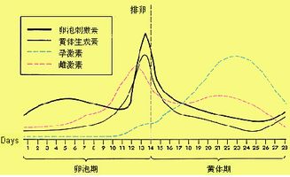 月经周期一般是多少天