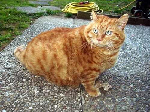 意大利第一肥猫体重达16公斤 