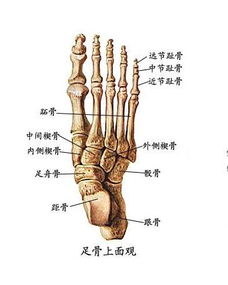 趾骨骨折 搜狗图片搜索