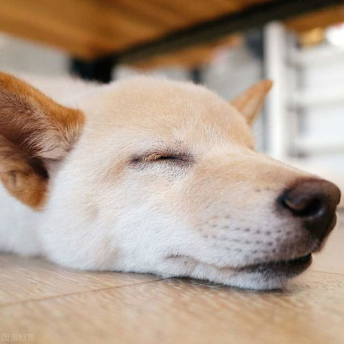 失格犬为什么不建议繁殖