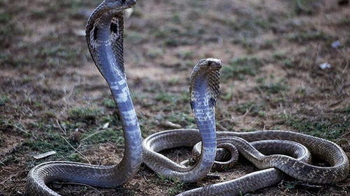 两条蛇哪条是毒蛇,让你意想不到的结果 