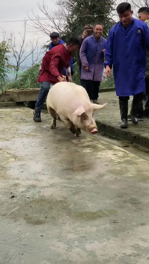 一个村的男人搞不定一只猪 