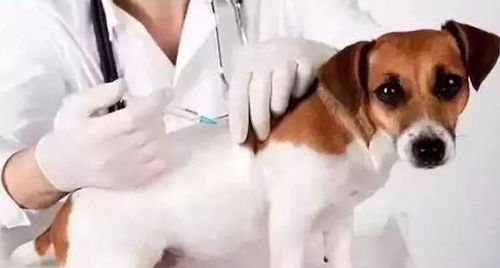 狗狗疫苗多少钱一针,多久打一次