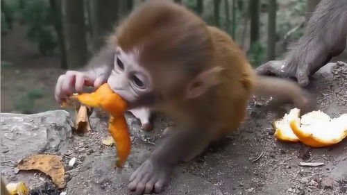 刚出生几天的猴宝宝好可爱,捡到东西就吃好逗,被你的小样给萌翻了 