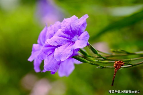 12月1号起,月老点名,正缘降临,将收获爱情,顺利脱单的4星座