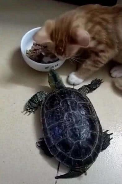 猫咪正在吃饭乌龟突然爬过来,猫咪的反应太霸道了,心疼乌龟
