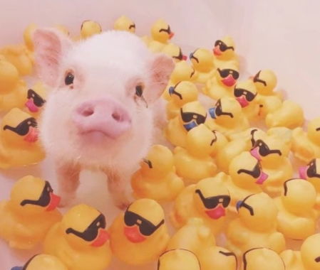 心理学 选一只你认为看上去最幸福的小猪,测你19年是否会顺利