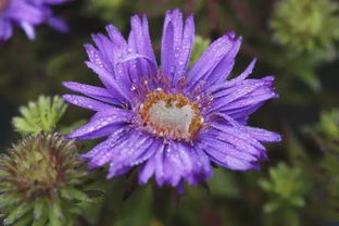 9月29日天秤星座花 米迦勒雏菊 苹果花