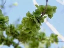 春天的野菜都是天然药,12种应季野菜及药效