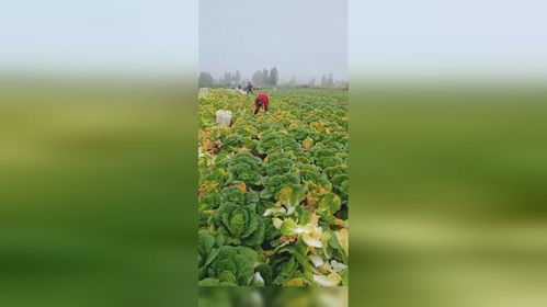 这么好的菜叶居然浪费了,我想问这是哪里,我去捡点菜叶喂我家猪