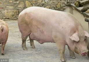 一只成年猪多少钱一斤 一头猪能卖一万块吗